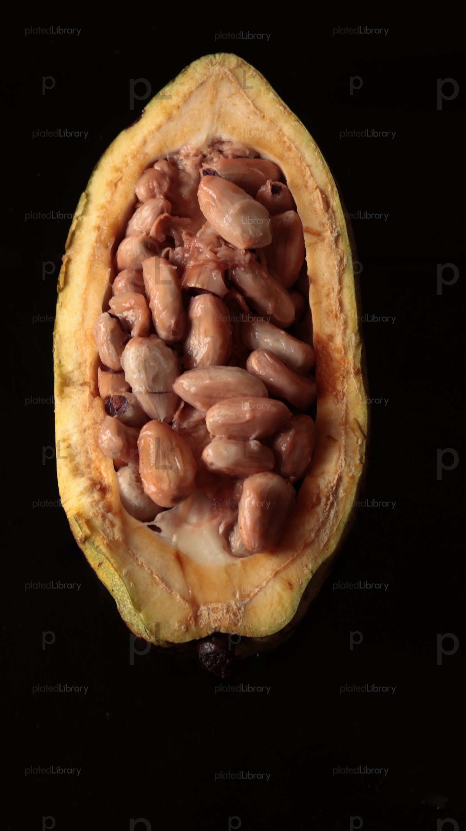 Cocoa Bean